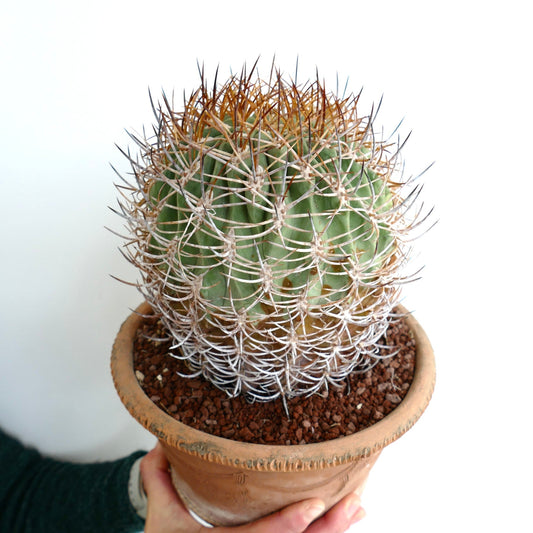 Eriosyce atacamensis VERY OLD PLANT