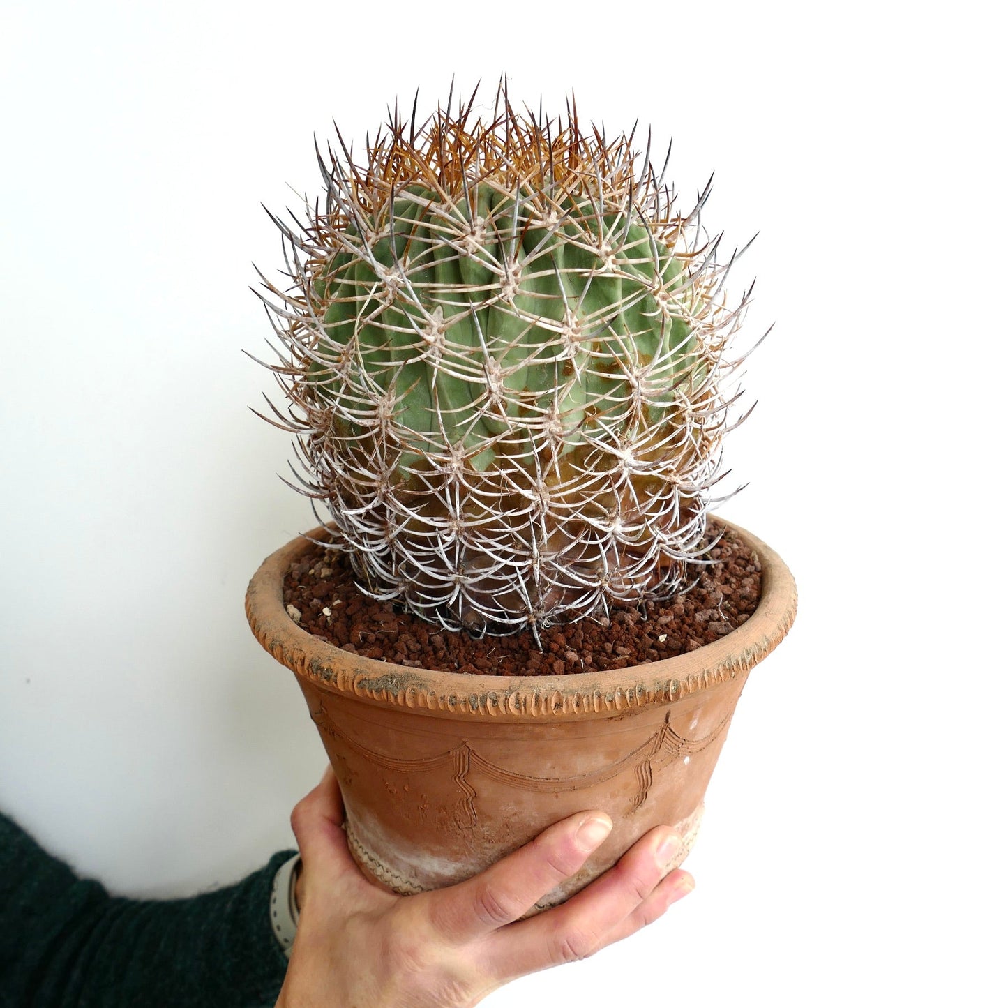 Eriosyce atacamensis VERY OLD PLANT