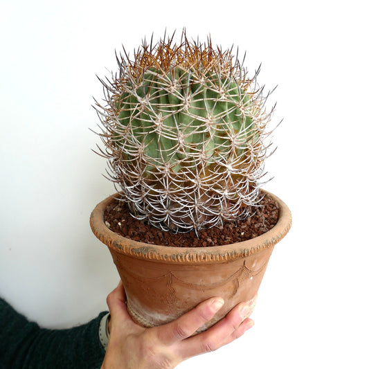 Eriosyce atacamensis VERY OLD PLANT