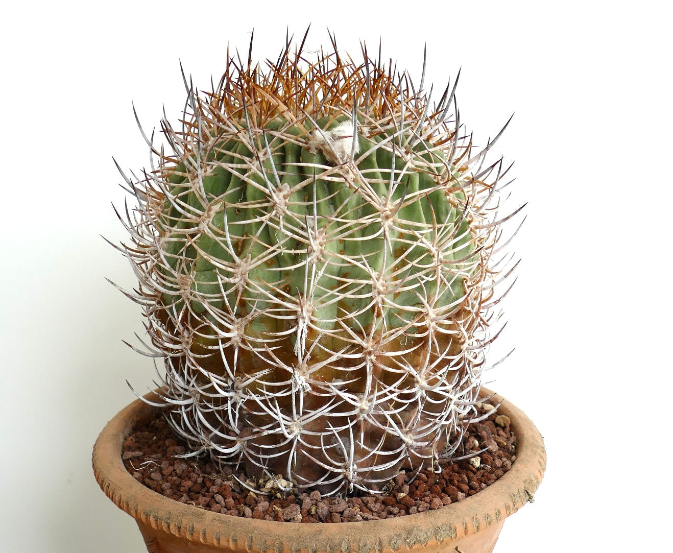 Eriosyce atacamensis VERY OLD PLANT