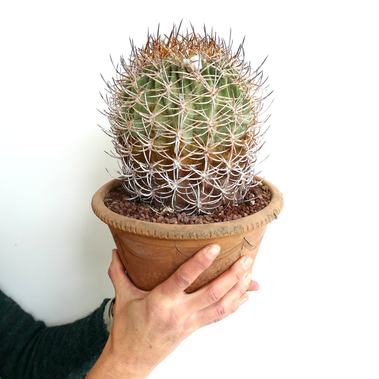 Eriosyce atacamensis VERY OLD PLANT