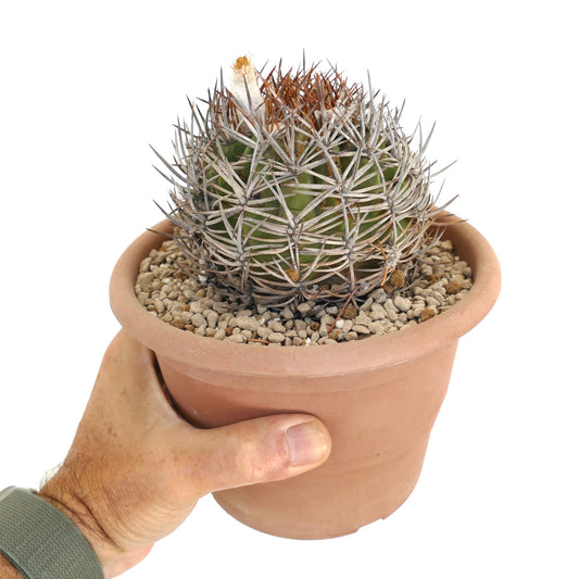 Eriosyce atacamensis small round cactus with dense white and brown spines in terracotta pot