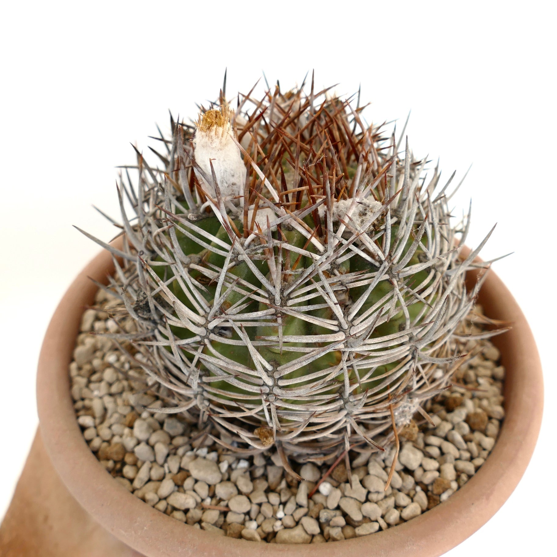 Eriosyce atacamensis cactus con fitte spine bianche e marroni in vaso di terracotta