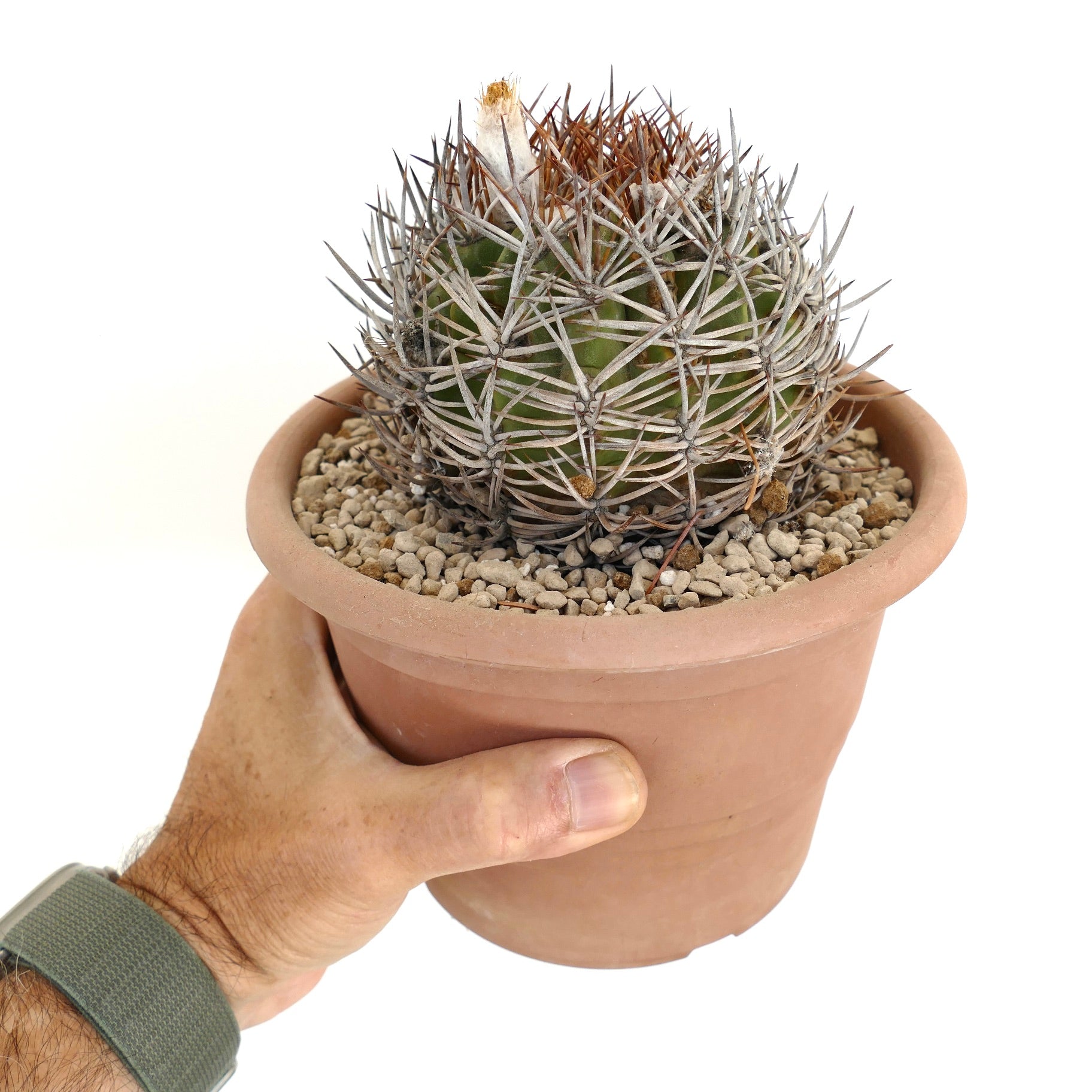 Eriosyce atacamensis piccolo cactus verde con spine lunghe e fitte bianche e marroni in vaso di terracotta