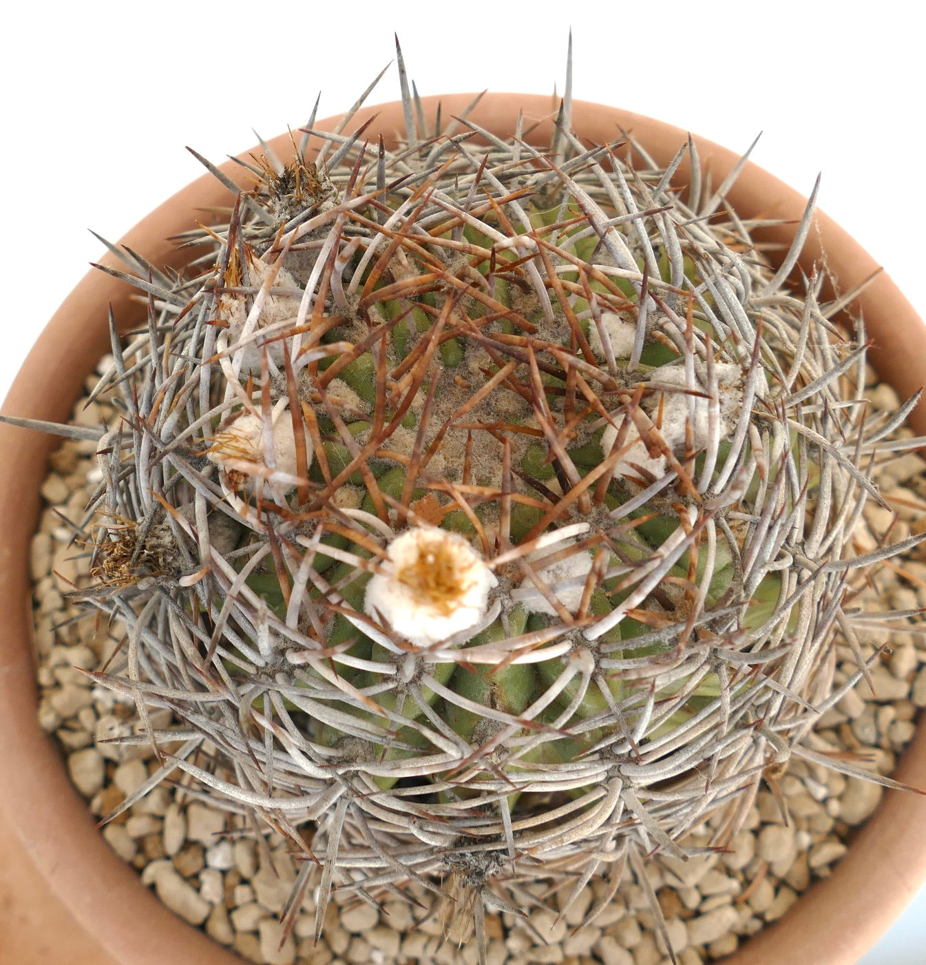Eriosyce atacamensis cactus con spine dense grigie e marroni e piccole areole bianche lanose in vaso terracotta