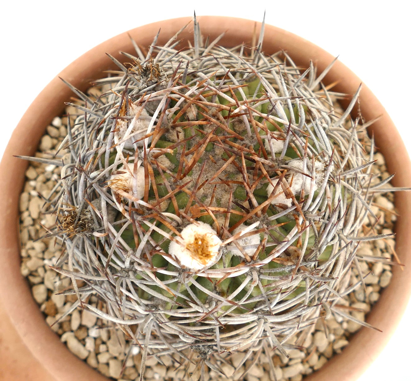 Cactus Eriosyce atacamensis con spine dense grigie e marroni e areole bianche lanose in vaso terracotta