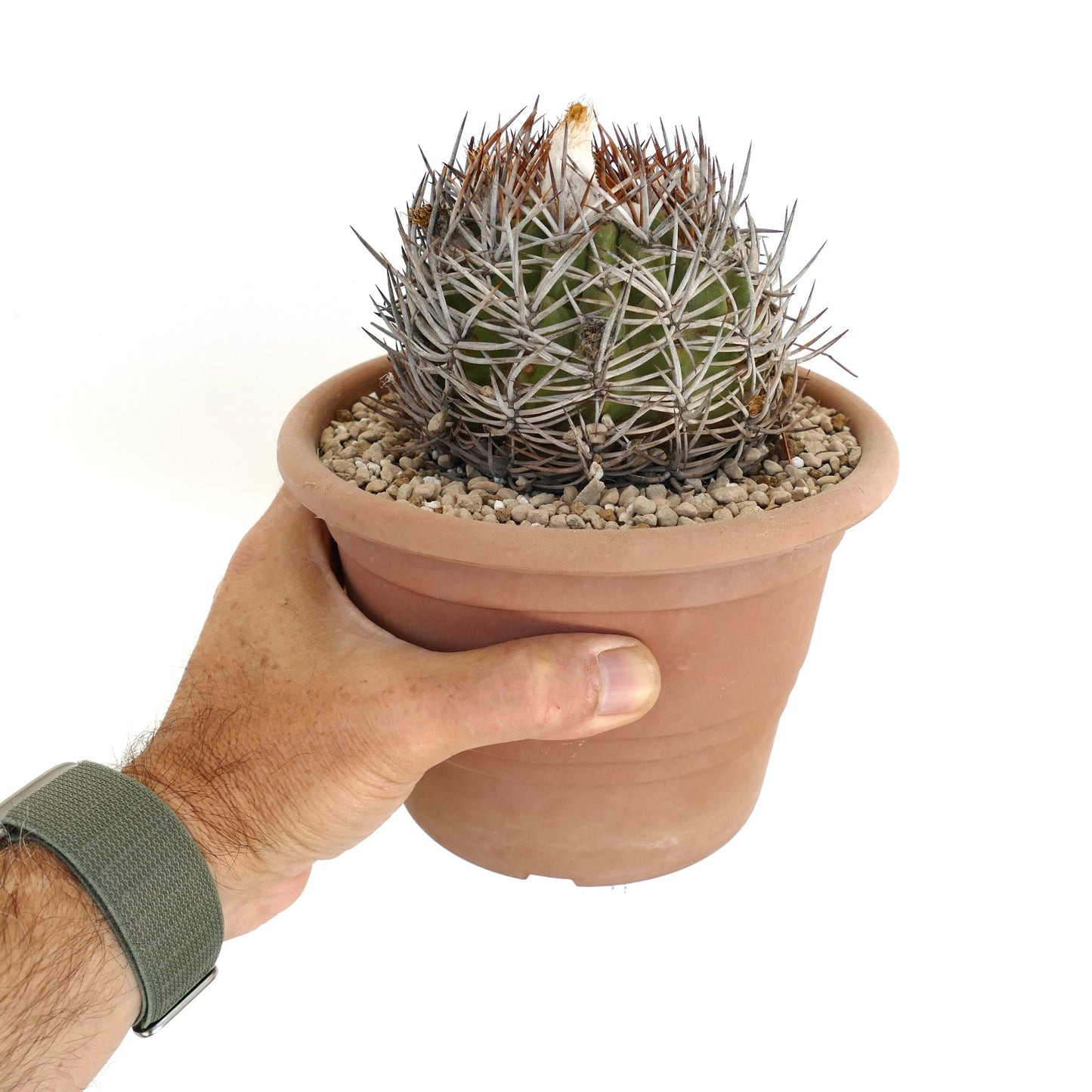 Eriosyce atacamensis piccolo cactus tondo con spine dense marroni e bianche in vaso di terracotta