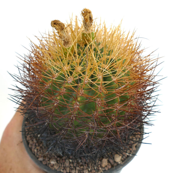 Eriosyceaurata-3_e40501cb-b97f