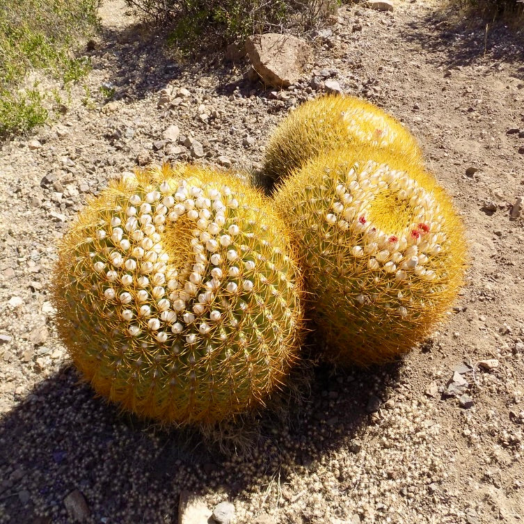 Eriosyce aurata SEEDS