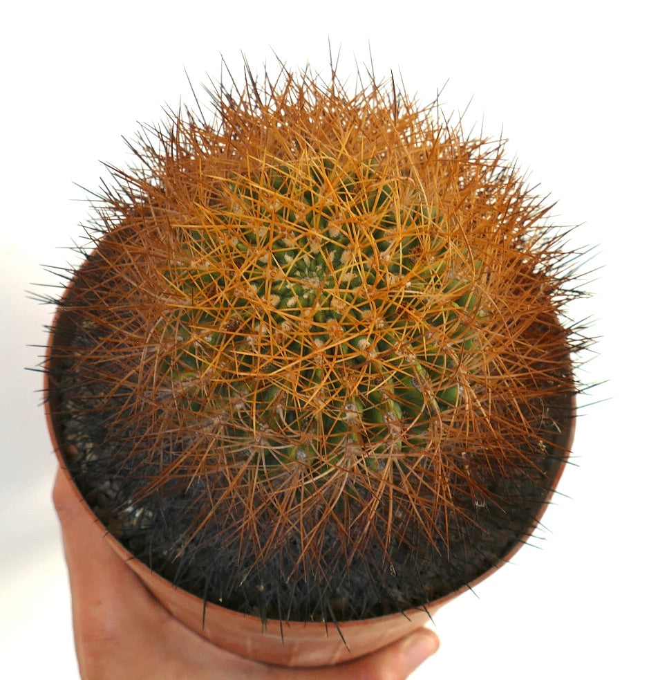 Eriosyce aurata cactus with dense golden spines and round green body in pot