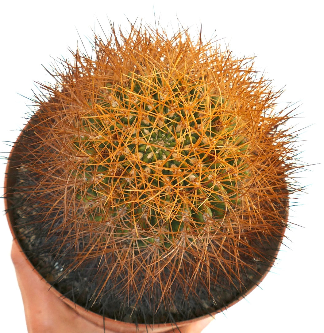 Eriosyce aurata cactus with dense golden spines and round green body in pot
