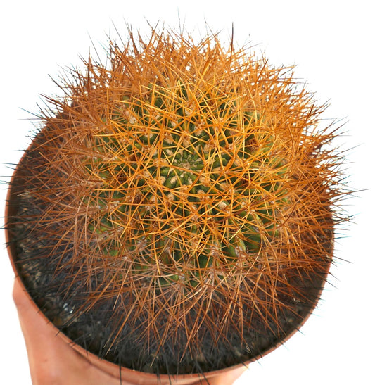 Eriosyce aurata cactus with dense golden spines and round green body in pot