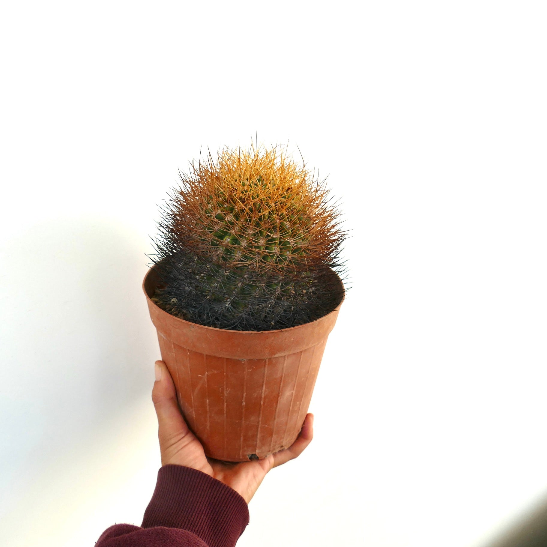 Eriosyce aurata cactus with dense golden and dark spines in terracotta pot held by hand