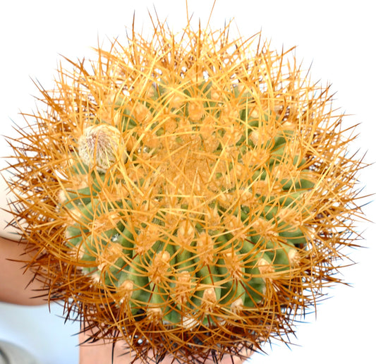Eriosyce aurata cactus with dense golden spines and rounded green body succulent