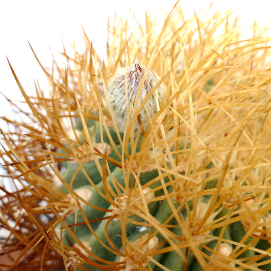 Eriosyce aurata cactus with dense golden-yellow spines and green ribbed body close-up
