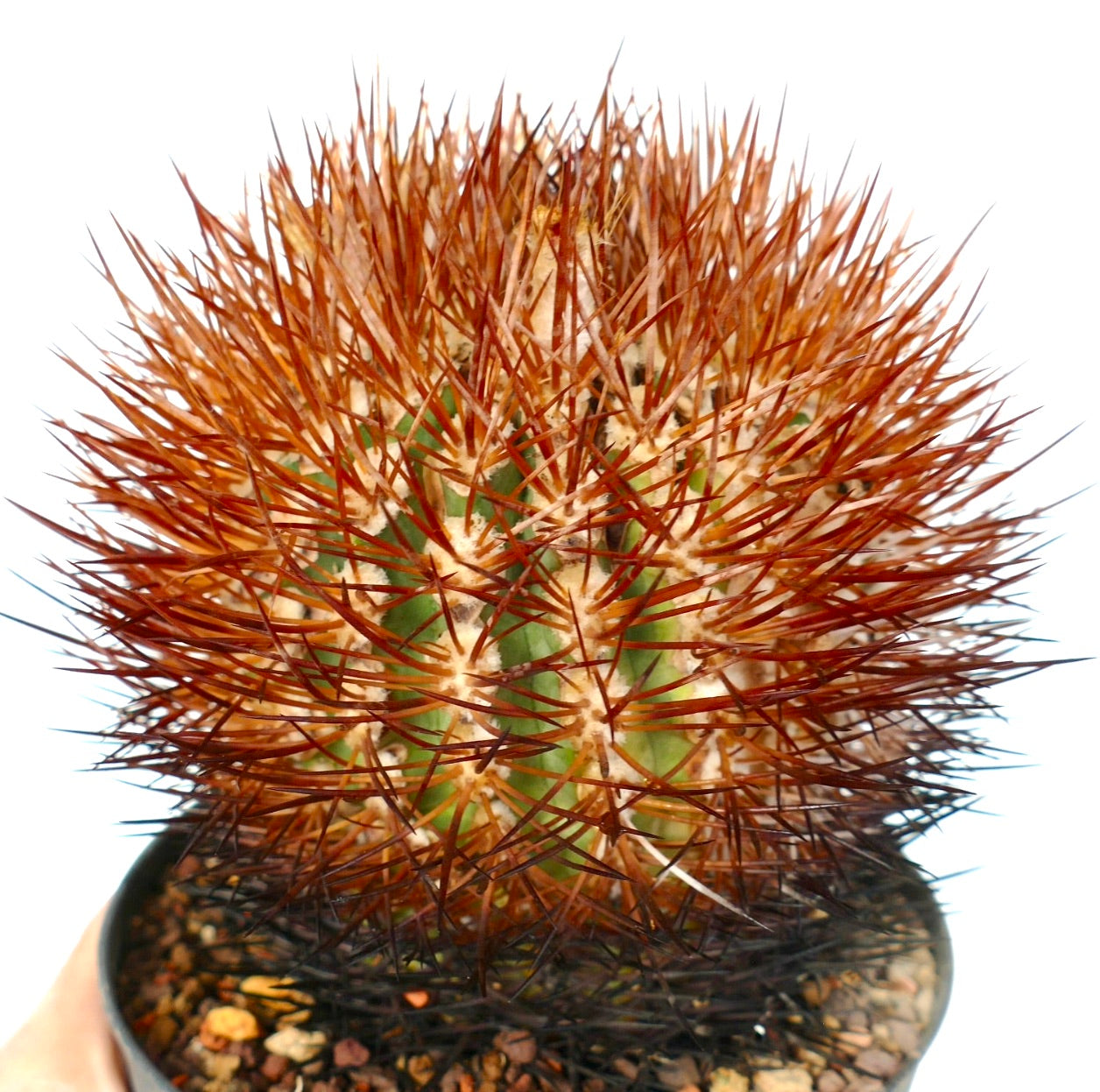 Eriosyce aurata cactus with dense reddish-brown spines and green ribbed body in pot