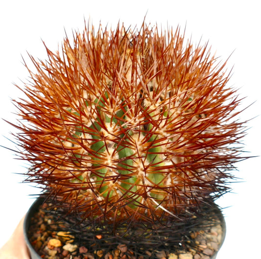 Eriosyce aurata cactus with dense reddish-brown spines and green ribbed body in pot