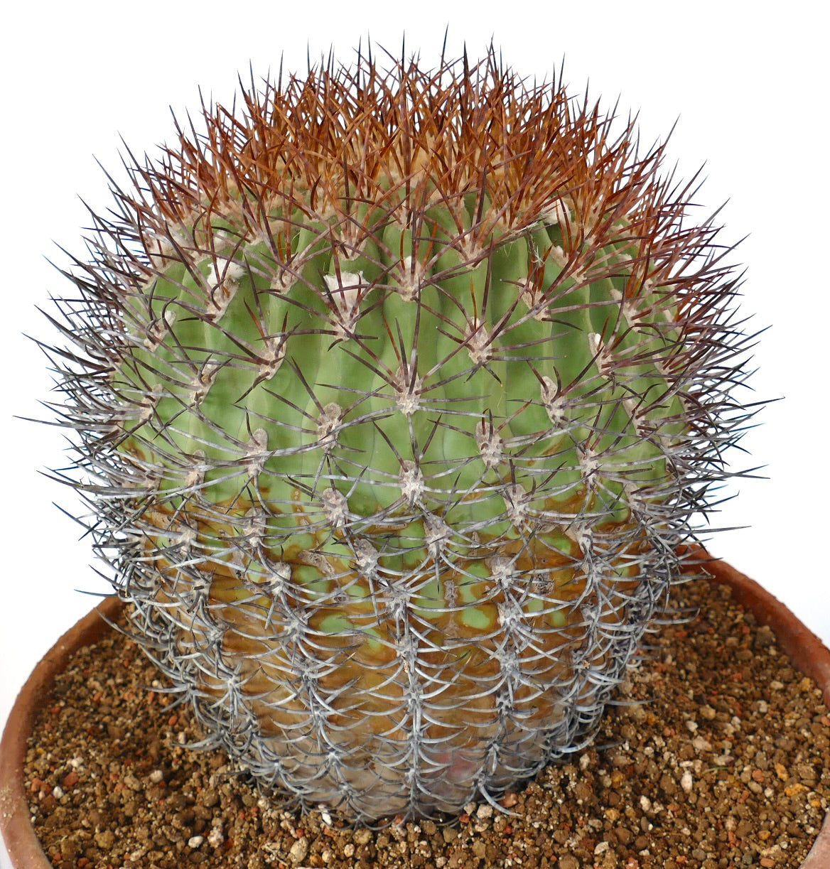 Eriosyce ceratistes succulent cactus with dense brown and gray spines in terracotta pot