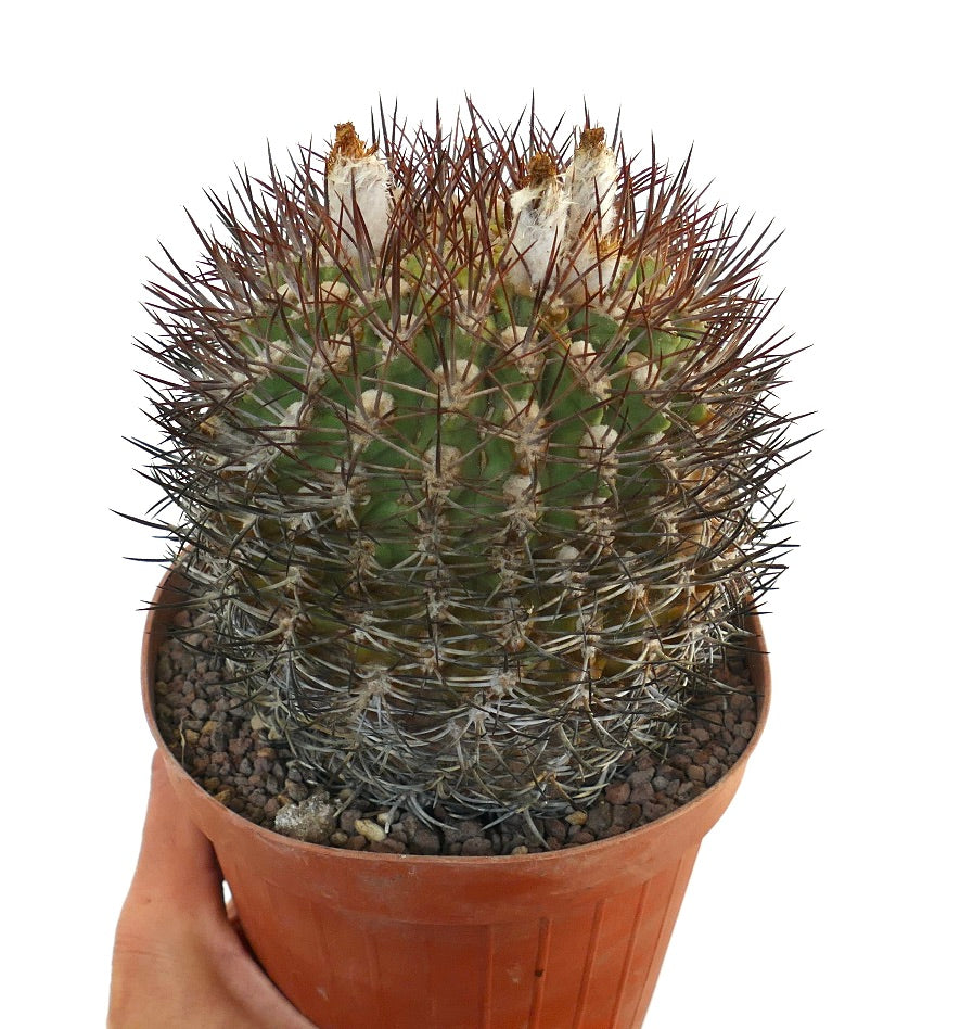 Eriosyce ceratistes combarbalensis cactus with dense reddish spines and woolly areoles in terracotta pot