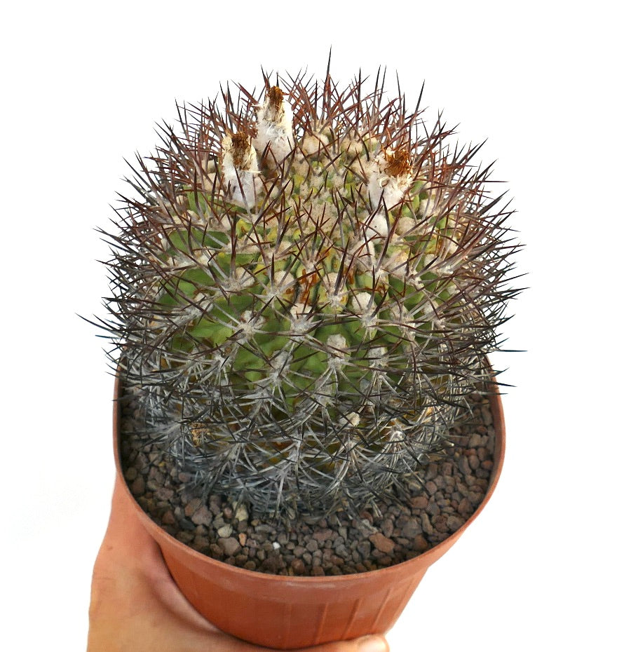 Eriosyce ceratistes combarbalensis small round cactus with dense dark spines and woolly areoles in pot