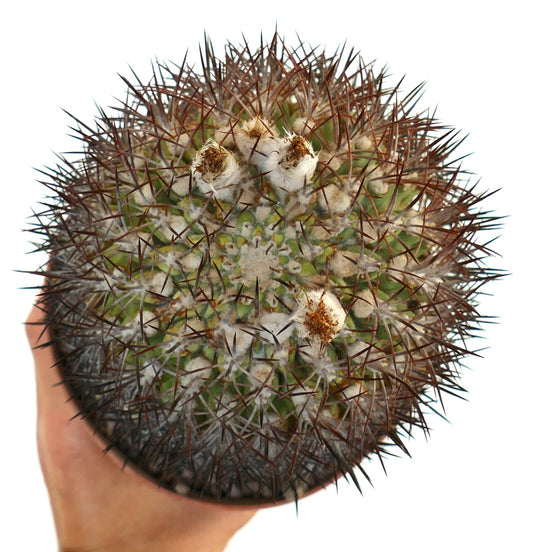Eriosyce ceratistes combarbalensis succulent cactus with dense brown spines and woolly areoles