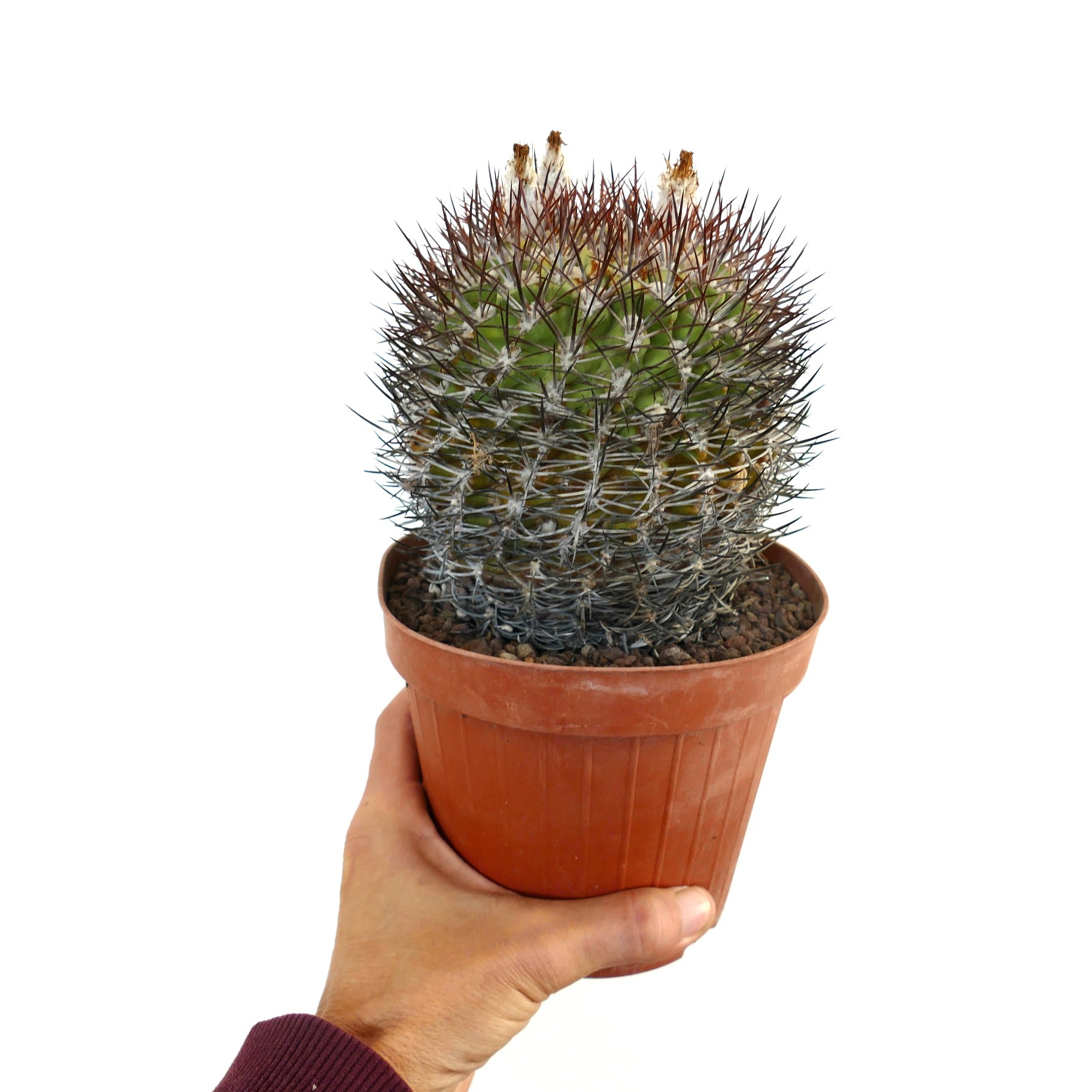 Eriosyce ceratistes combarbalensis cactus with dense brown and white spines in terracotta pot