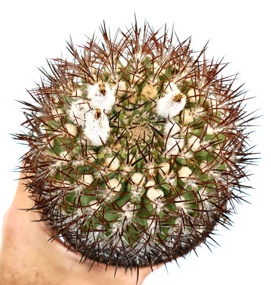 Eriosyce ceratistes var. combarbalensis cactus with dense brown spines and white woolly areoles