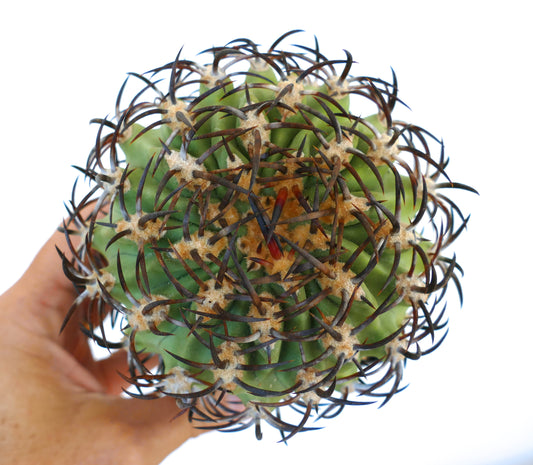 Eriosyce ceratistes var. jorgensis cactus with dense dark curved spines and green ribbed body held in hand