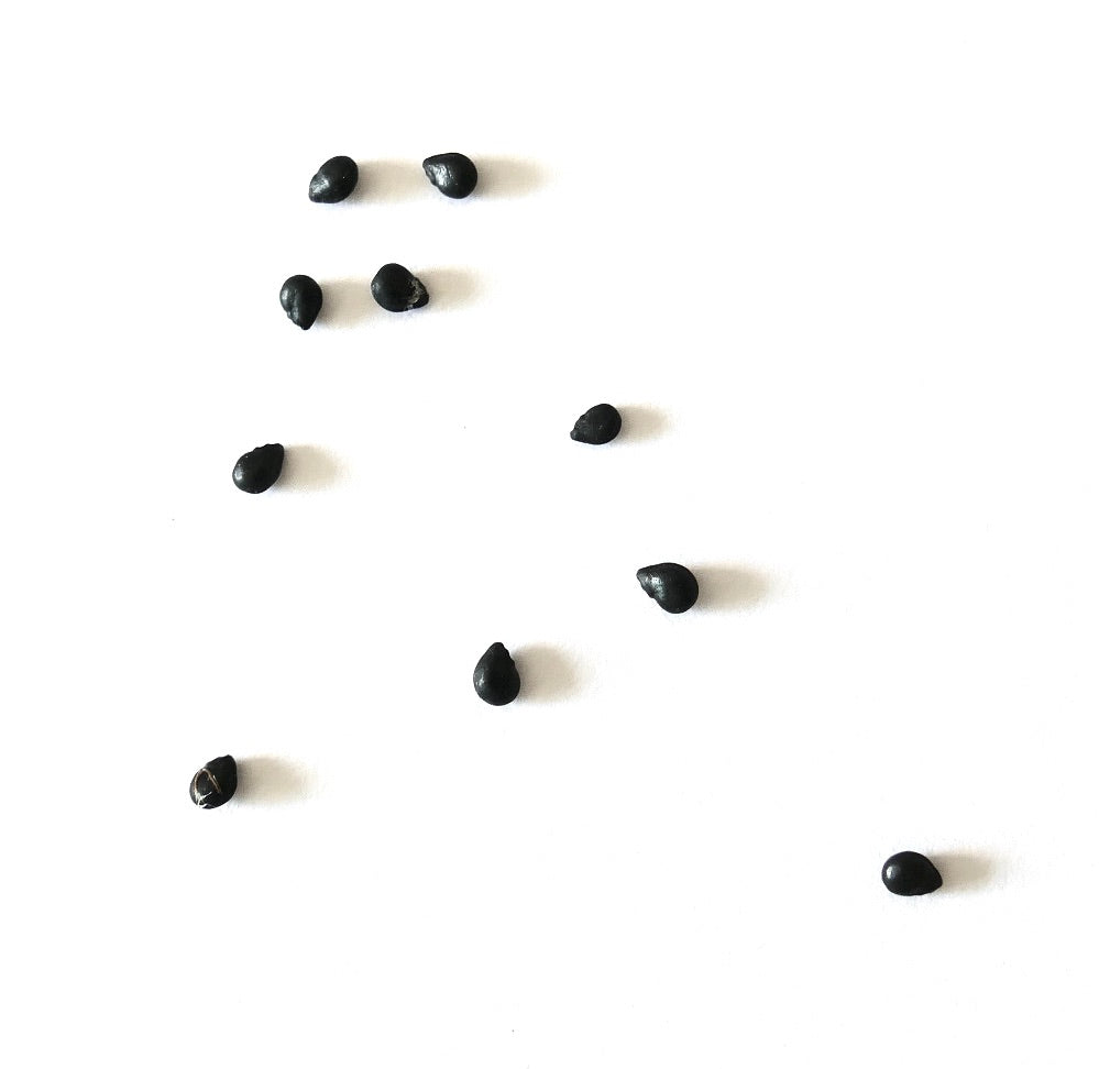 Eriosyce ceratistes var. jorgensis cactus seeds scattered on white background