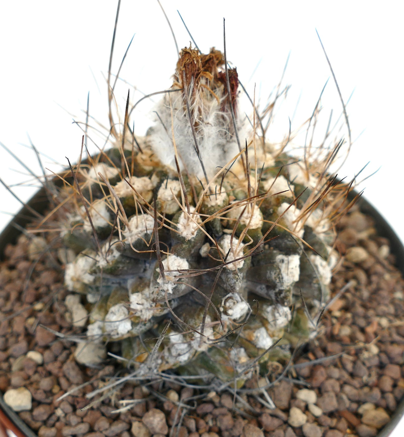 Eriosyce crispa var. huascensis (syn. Pyrrocactus huascensis) 6873