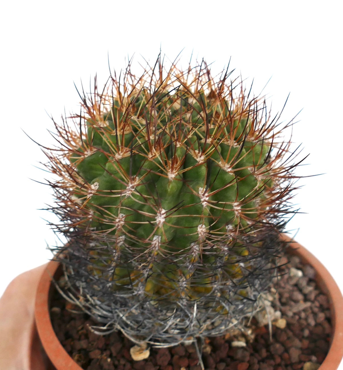 Eriosyce curvispina (sy. Pyrrhocactus curvispinus )