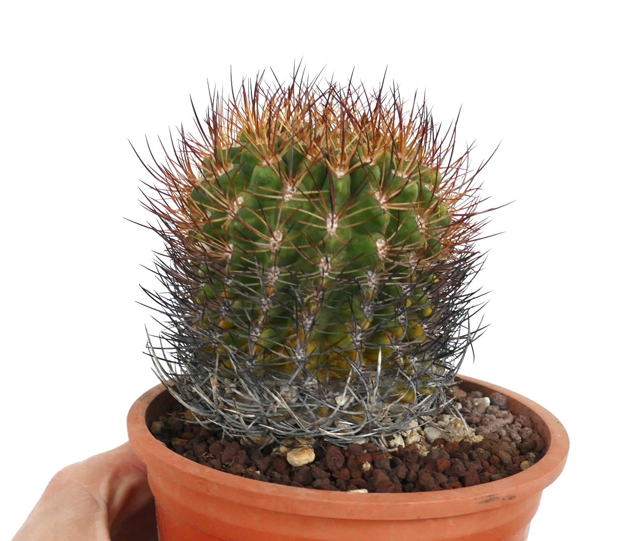 Eriosyce curvispina (sy. Pyrrhocactus curvispinus )