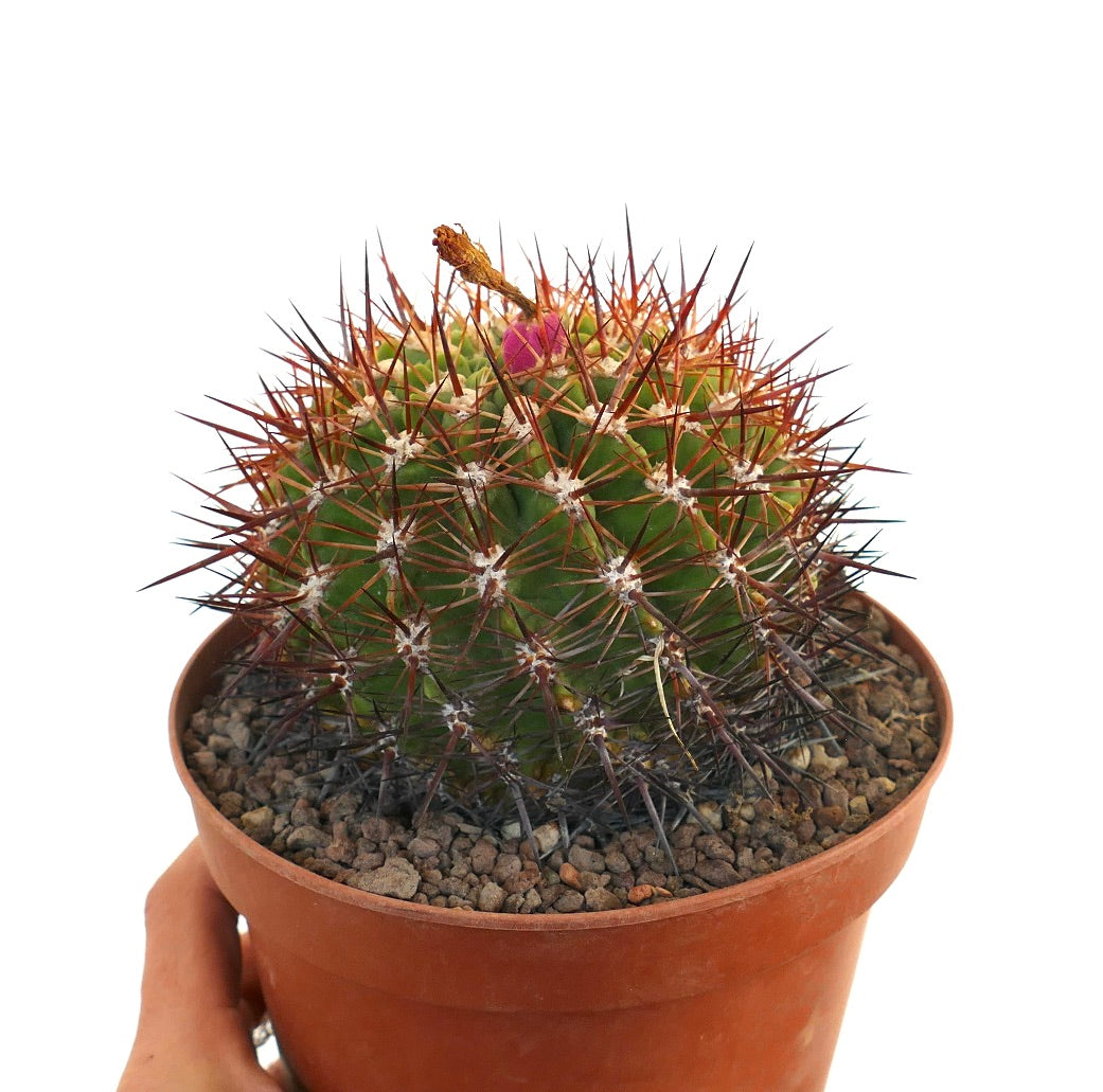 Eriosyce curvispina ssp. marksiana piccolo cactus rotondo con lunghe spine rossastre e bocciolo di fiore rosa