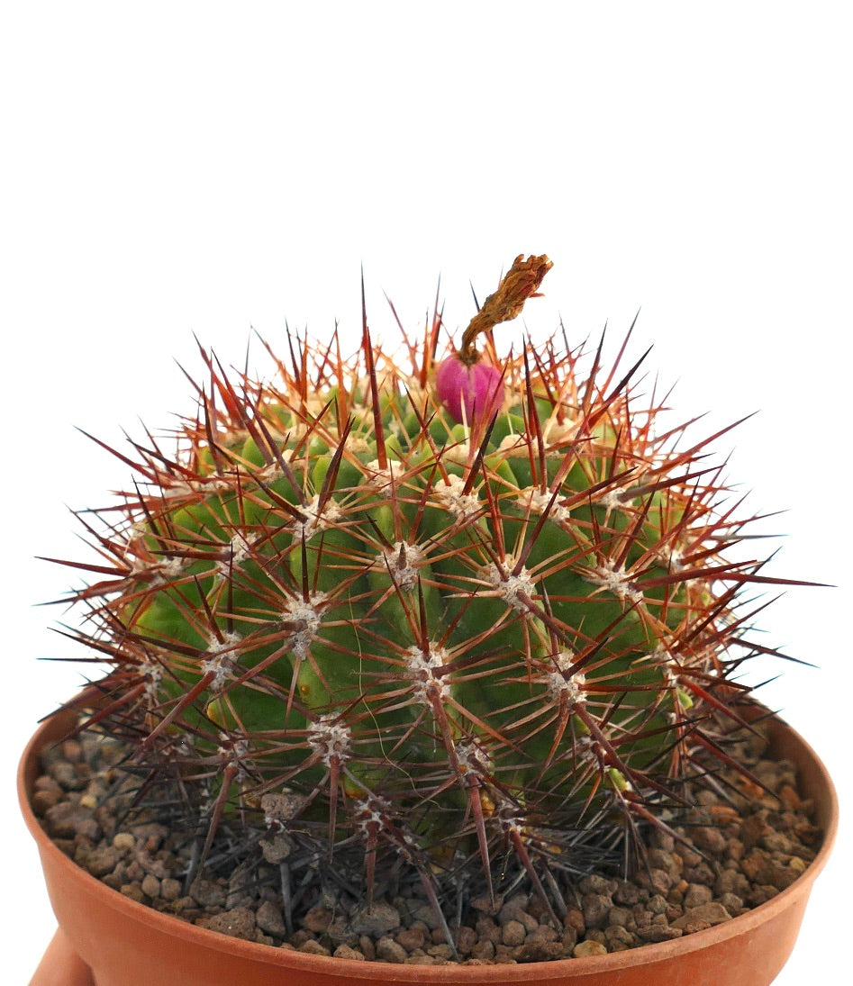 Eriosyce curvispina ssp. marksiana green cactus with long reddish spines and small pink fruit