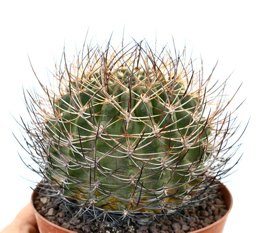 Eriosyce curvispinus cactus with dense curved brown and white spines in terracotta pot