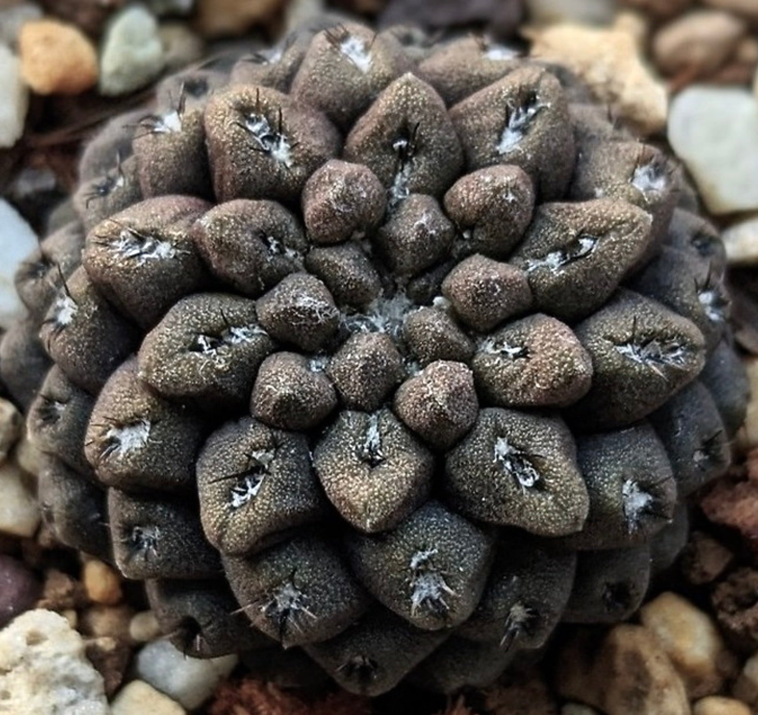 Eriosyce dimorpha rare dark textured cactus with small spines and clustered tubercles