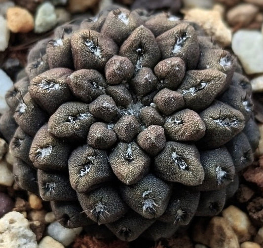 Eriosyce dimorpha rare dark textured cactus with small spines and clustered tubercles