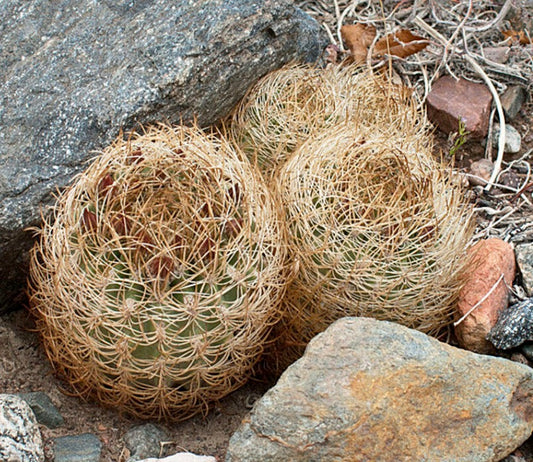 Eriosyce eriosyzioides rare cactus with dense golden spines and rounded green body nestled among rocks