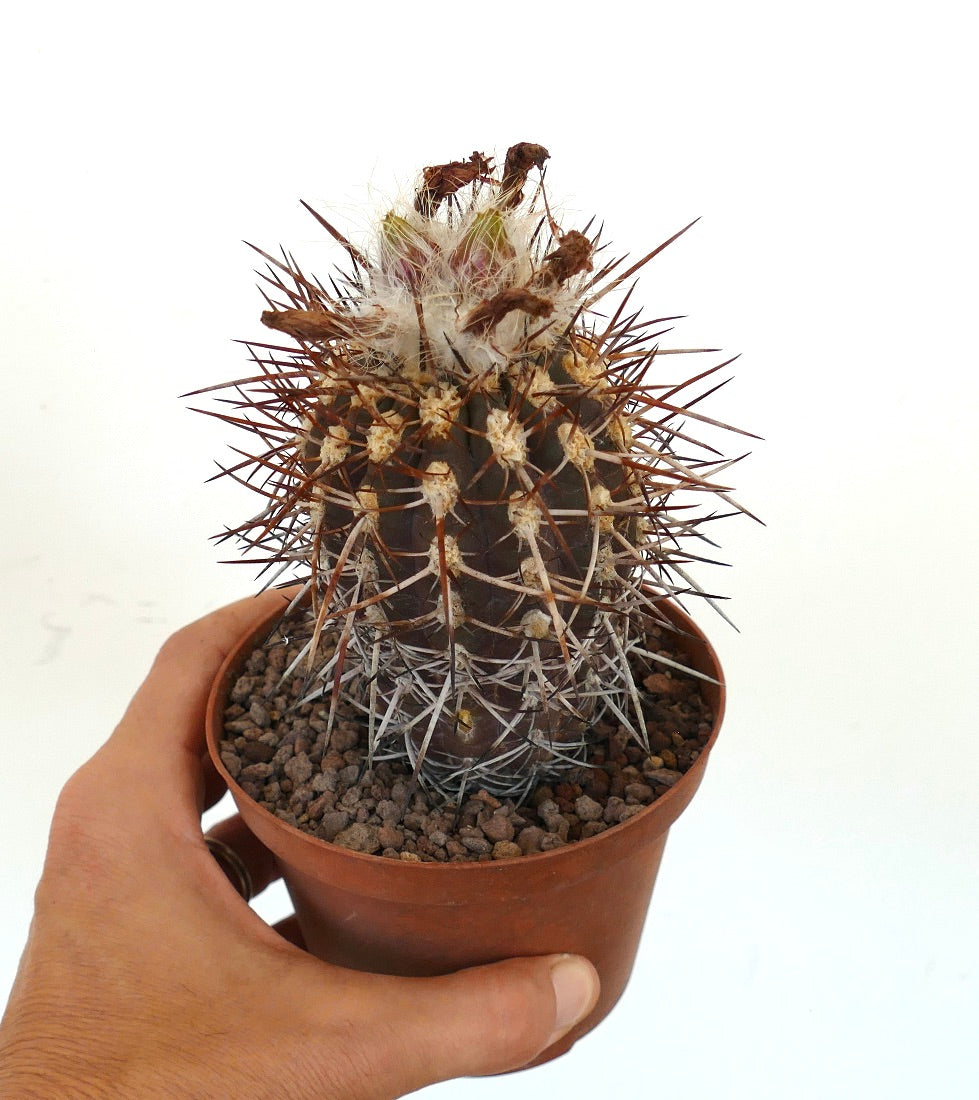 Eriosyce heinrichiana var. simulans (syn. Pyrrhocactus simulans) VR99