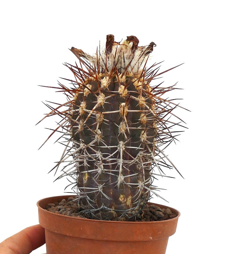 Eriosyce heinrichiana var. simulans (syn. Pyrrhocactus simulans) VR99