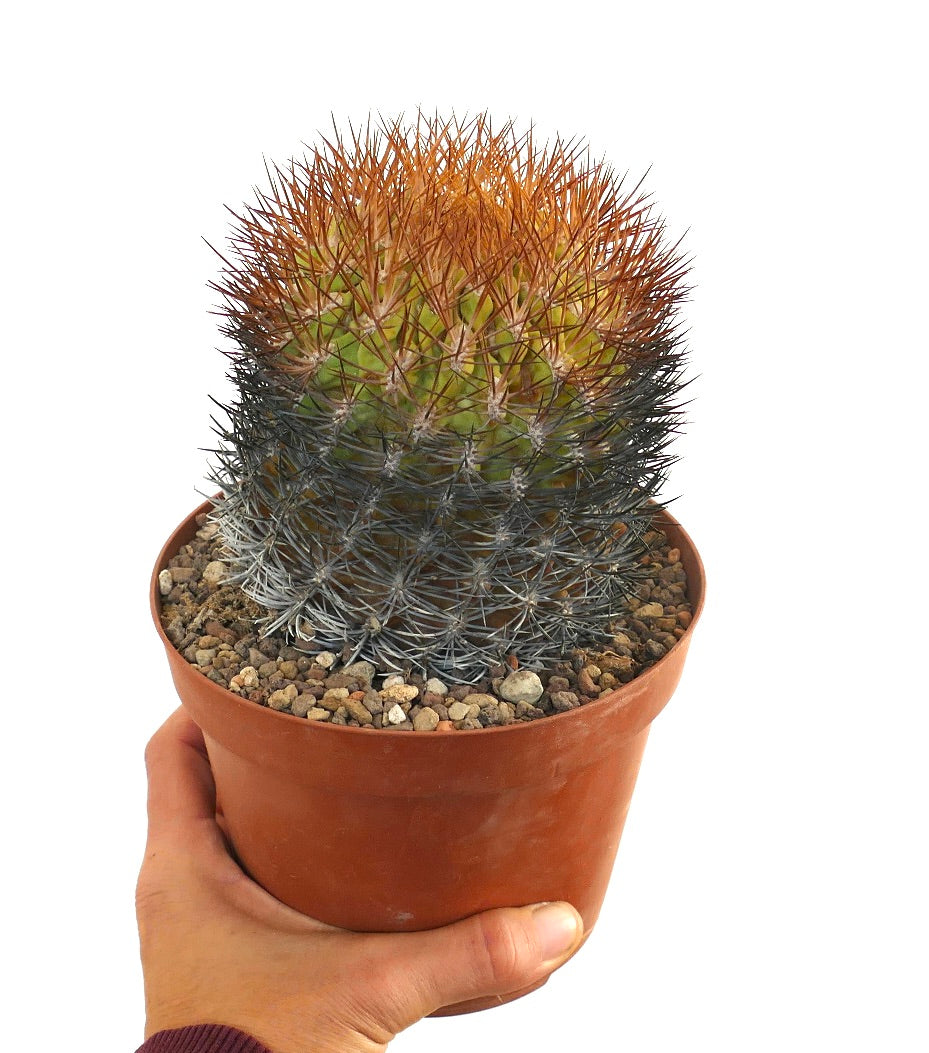 Eriosyce lapampaensis cactus with dense orange and gray spines in terracotta pot held by hand
