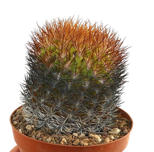 Eriosyce lapampaensis cactus with dense orange and black spines in terracotta pot