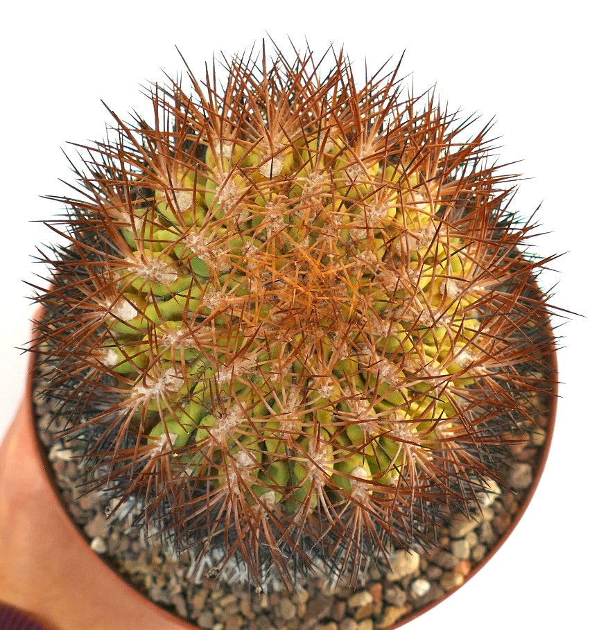 Eriosyce lapampaensis cactus with dense reddish spines and green ribbed body in pot