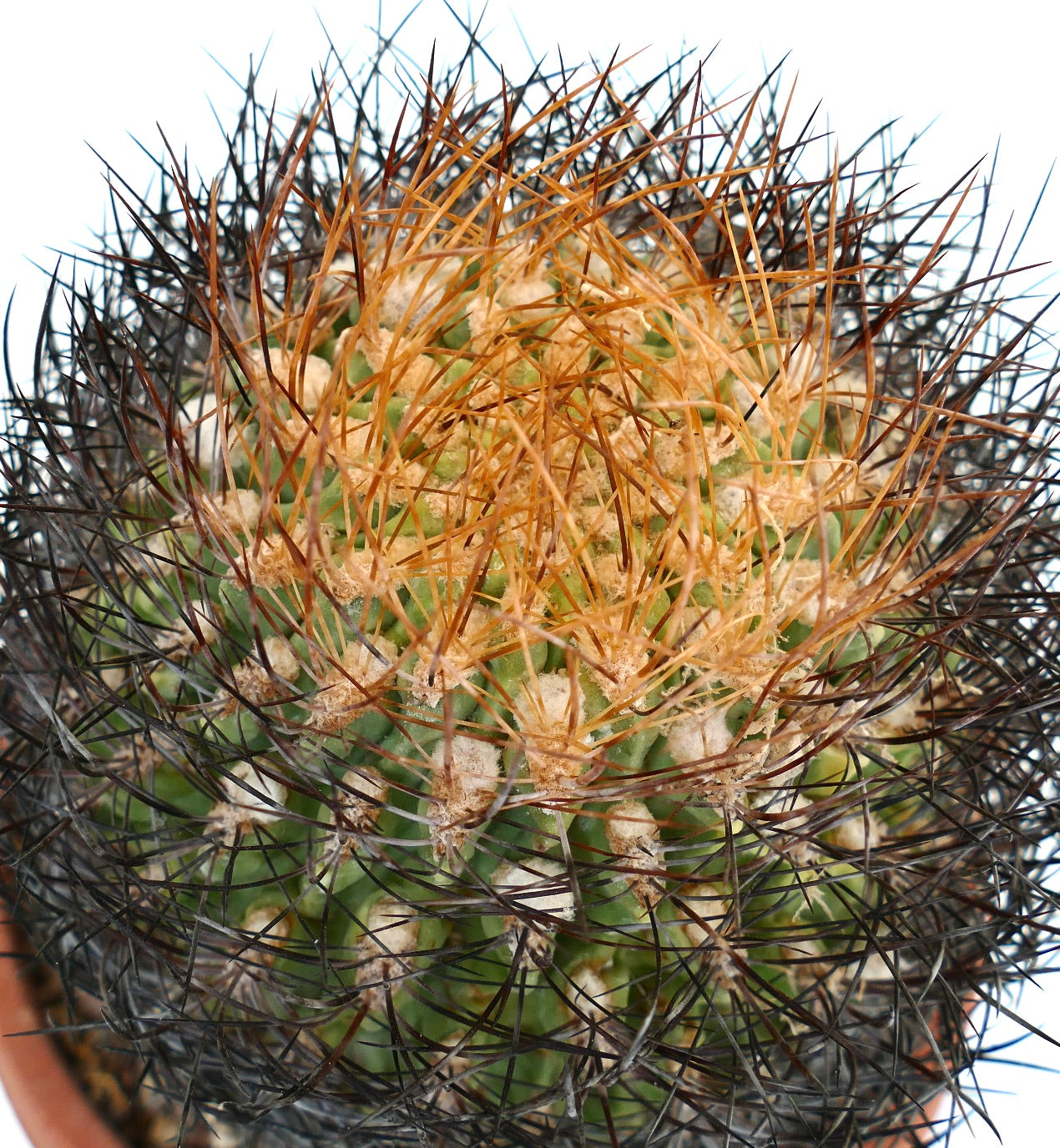 Cactus Eriosyce lapampaensis con fitte spine nere e arancioni e corpo verde costolato