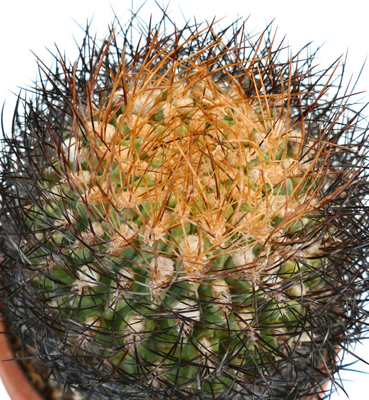 Eriosyce lapampaensis cactus with dense black and orange spines and green ribbed body