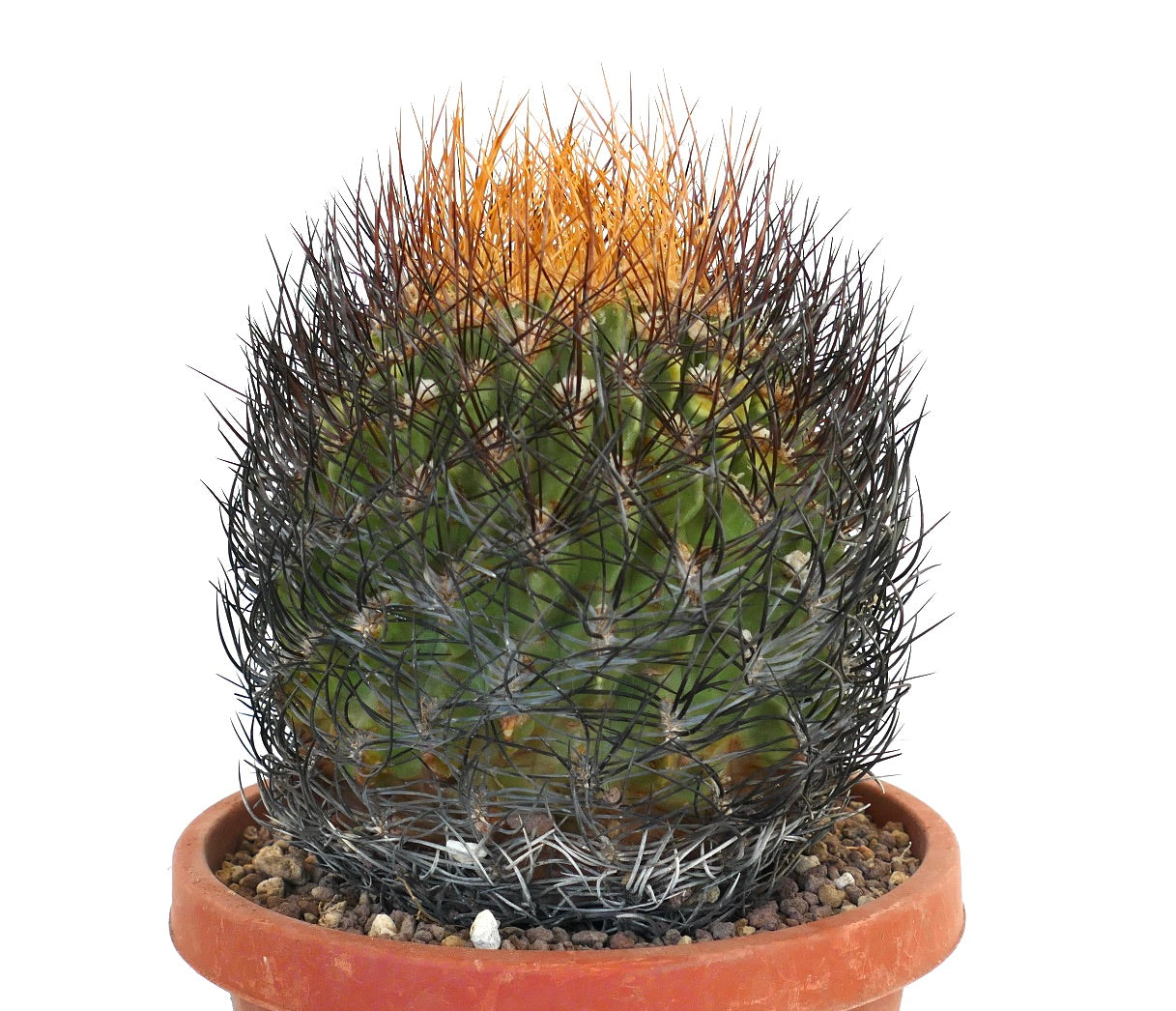 Cactus Eriosyce lapampaensis con spine fitte nere e arancioni in vaso di terracotta
