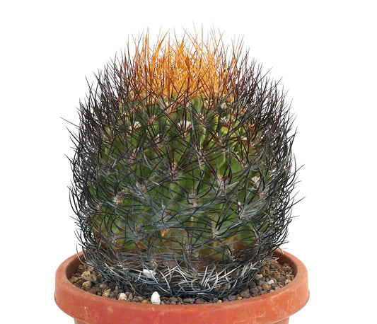 Eriosyce lapampaensis cactus with dense black and orange spines in terracotta pot