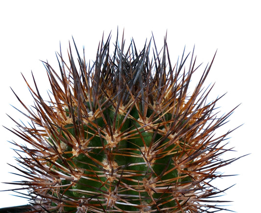 Eriosyce limariensis cactus with dense long brown and black spines on green body