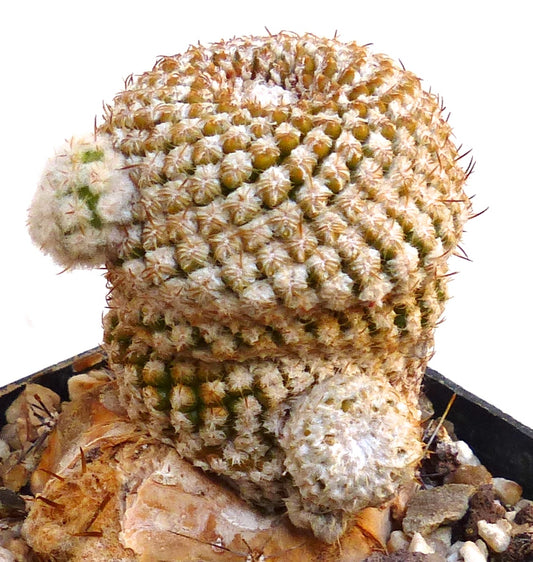 Eriosyce napina var. challensis rare cactus with dense white wool and brown spines in pot