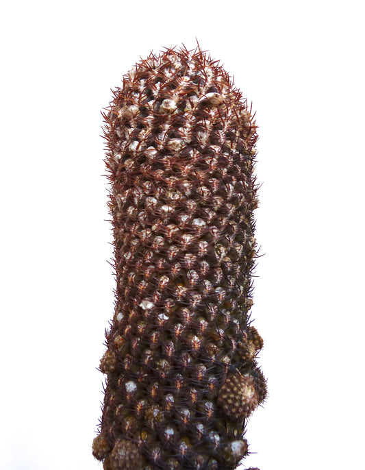 Eriosyce napina var. lembckei rare elongated cactus with dense reddish spines and textured surface